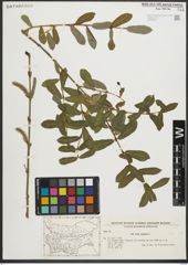 Foto von Salix purpurea L.